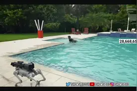 甲亢哥与中国机器狗 #speed视频封面