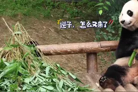 7.13这是大土豆过生日小土豆来表演吗，小土豆的臂力真强视频封面