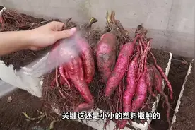 挑战用红薯叶加塑料瓶种红薯，没想到红薯生命力如此惊人！ #种植视频封面