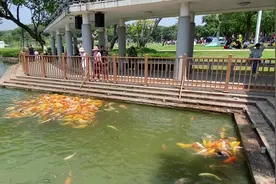 中山紫马岭公园 锦鲤鱼#观赏鱼锦鲤视频封面