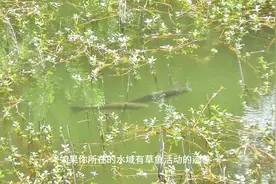 零成本钓大草鱼的方法，简单易学，全国湖库河流通用 #草鱼钓法