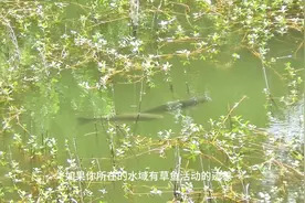 零成本钓大草鱼的方法，简单易学，全国湖库河流通用 #草鱼钓法