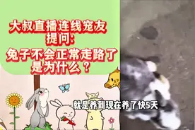 兔子不会正常走路了是为什么？ 兔子应激了怎么办？#宠物兔