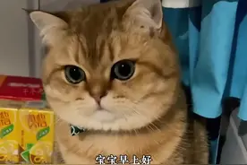治愈系小猫合集 #喵星人的下一秒永远超出你的想象视频封面