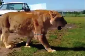 剃了鬃毛的260kg雄狮视频封面