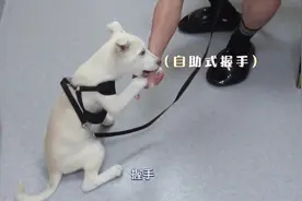 关于大小姐是如何变成一只城市狗的🐶#嗨放岛漂流瓶 #嗨放派视频封面