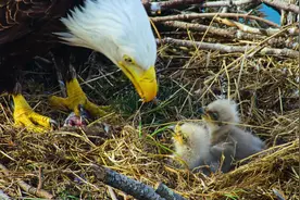 白头海雕出生就在争斗，猛禽养成计划从小培养 #野生动物零距离