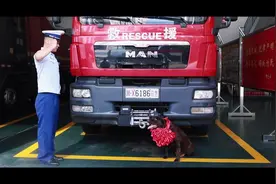 退役的消防搜救犬，带着荣耀走向新程  #搜救犬 #搜救犬退役仪式视频封面