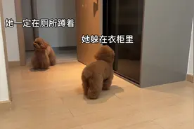 当我躲在衣柜里和小狗捉迷藏时…平时看似成精的果果视频封面