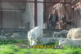 太原动物园变化很大，唯一不变的是门票，点个大大的赞开园时间视频封面