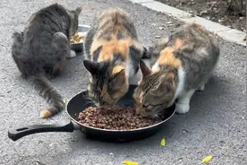 TNR 行动：为流浪猫开启温暖新程。#流浪猫 #中国小动物保护协会