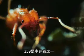 切叶蚁蚁后为了王国自断翅膀，将自己封锁在地下巢穴#纪录片