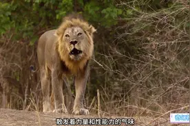 雄狮偷偷来到母狮身后想交配，但是母狮不愿意，雄狮只能无奈咆哮视频封面