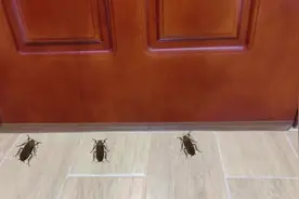 家中突然有蟑螂，你家里的蟑螂到底是从哪里来的？ #蟑螂 #灭蟑螂视频封面