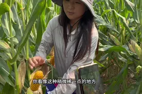 2024年9月10日周口鹿邑黄金粮MY73#高产玉米种子 #黄金粮MY73视频封面