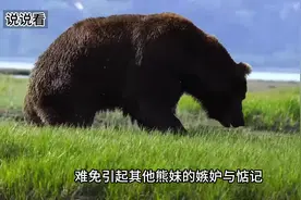 熊的繁衍 #动物解说 #动物世界 #神奇动物在抖音 #动物的迷惑行为视频封面