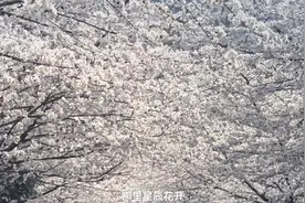 共赴南京林业大学开启奇妙跨次元之旅#南京林业大学#恋与深空视频封面