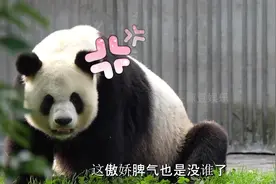 饲养员请假不跟熊猫报备的后果有多严重？直接被滚滚们牢牢拿捏视频封面