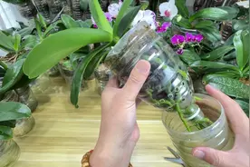 蝴蝶兰花谢后怎么剪花梗、怎么换盆？一条视频讲清楚！视频封面