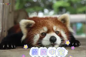 快来看我们长春动植物公园的小熊猫，有没有萌化你的心呀❤