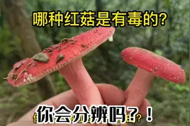 倒底哪种红菇是有毒的？！你不掌握的话就错过很多美味了！视频封面