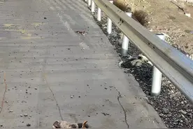 狗熊#挖虫草 #大自然 视频封面