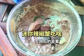 迷你辣椒蟹吃什么东西？实践后总结他吃这几样#奇异动物召集令