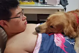 金毛Plus非要和爸爸一起睡，爸爸告诉他，他已经五岁了，长大了