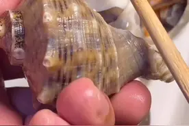 海螺到底哪里不能吃，到底凉水下锅还是开水下锅视频封面