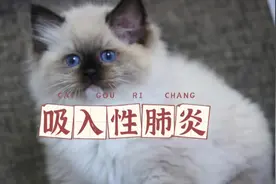 吸入性肺炎治疗方案#萌宠布偶 #布偶猫 #抖音宠物医生视频封面