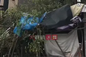 #90岁老奶奶上树动作轻盈，孙女：她觉得好玩，劝不住！视频封面