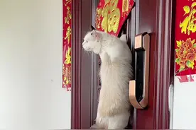 把猫咪关门外会怎样？#猫咪的迷惑行为 #小奶猫的成长日记视频封面