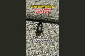 京津冀不明黑虫，是中华婪步甲。