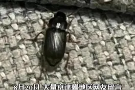 京津冀不明黑虫，是中华婪步甲。