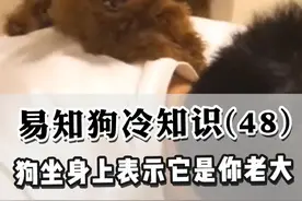 狗狗总爱坐在你身上，代表它认为它才是你老大！#科学养宠攻略 #萌宠出道计划视频封面