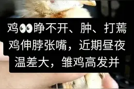 如果您家里的鸡，也是这样，肿睁不开打蔫不精神，找到木易，我帮您解决#木易三农谈养殖 #禽病防治 视频封面