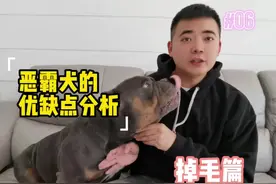 恶霸犬的优缺点分析第六集，狗子掉毛如何？#养狗视频封面