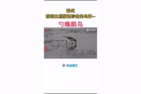 雷州惊现比熊猫还珍贵的鸟种--勺嘴鹬鸟！#湛江 #雷州 #珍贵 #抖音小助手视频封面