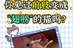 残疾小猫却拥有一对“翅膀”，这是天使喵和天使铲屎官的双向奔赴吧！#福宝 #残疾猫 #天使的翅膀 #养猫日常 #善待动物关爱生命 #锅霸 @DOU+小助手 @锅盖的汪汪队