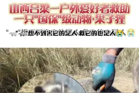 国家三有保护动物·果子狸被“兽夹”夹伤，胆大心细的爱心小哥哥在确保自身安全的前提下，不断安抚尝试救助，果子狸感受到小哥哥的善意配合救助，最终重获新生。#爱护大自然保护野生动物 #万物皆有灵性 #抖音自然 #茶茶野保法宣