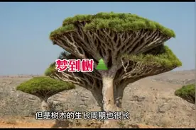 梦到树解梦#梦 #梦境 #做梦 #树 #发财视频封面