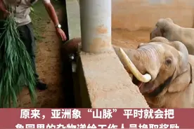 后续来了！大象还回游客掉入象园的鞋，工作人员奖励水果餐并揭秘#大象用鼻子卷起鞋递还 #神奇动物在抖音 #高智商动物 视频封面