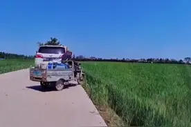 大爷骑三轮想超车，却一头钻进麦子地，网友:幸亏旁边是麦田#大爷 #超车视频封面