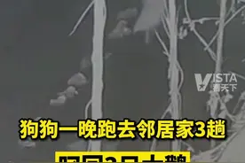 11月10日，山东济南。#狗狗一晚跑去邻居家三趟叼回三只大鹅，网友：还好有监控😂视频封面