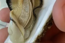 生蚝哪里不能吃#跟着抖音学做菜 #抖音美食推荐官视频封面