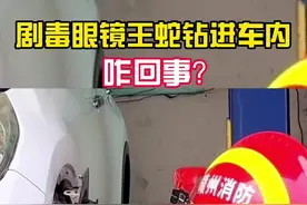 太危险！剧毒眼镜王蛇钻进车内，咋回事？视频封面