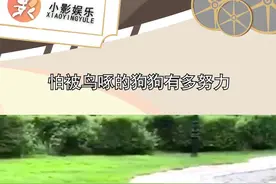 怕被鸟啄的狗狗有多努力，雀食厉害视频封面