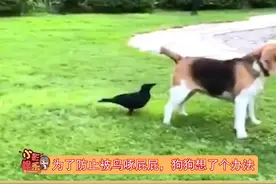 怕被鸟啄的狗狗有多努力，雀食厉害视频封面