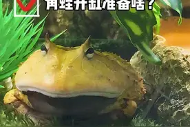 毕业级角蛙小屋🏠装修方案来啦，更多用品细节私信探讨#宠物 #爬宠 #家有萌宠#可爱蛙 #霸王角蛙视频封面