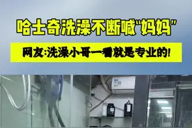 这哈士奇貌似还带点口音，你能听出是哪儿的吗？#哈士奇 视频封面
